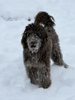 Opie, a male Goldendoodle for sale in Charlotte, NC – 1 of 3