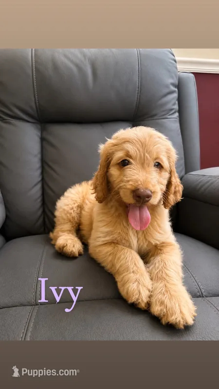 Ivy – Goldendoodle puppy for sale in Charlotte, NC