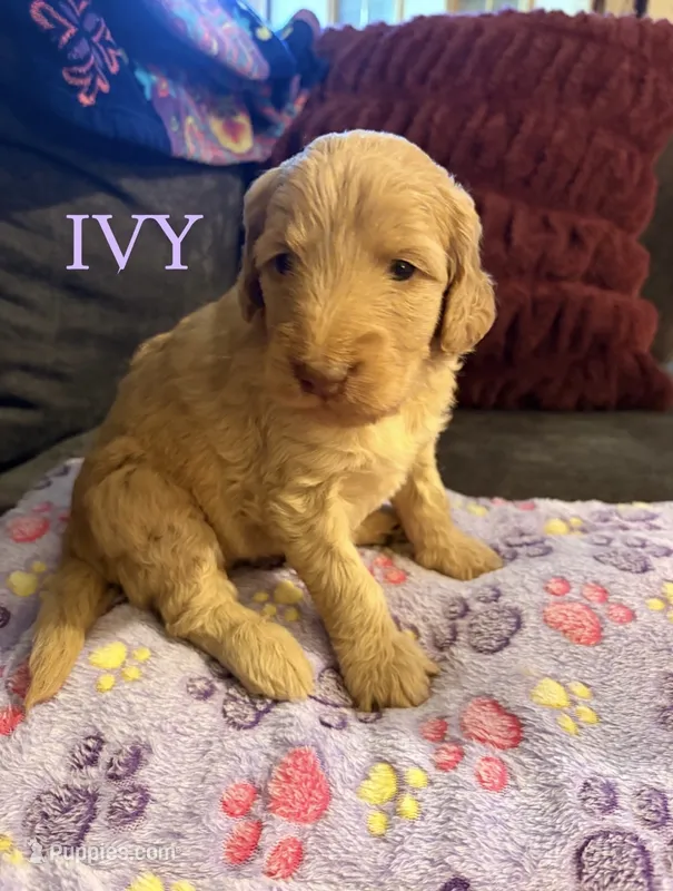 Ivy – Goldendoodle puppy for sale in Charlotte, NC