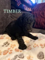 Timber, a male Goldendoodle for sale in Charlotte, NC – 2 of 2