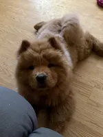 Koda, a female Chow Chow for sale in Charlotte, NC – 2 of 2