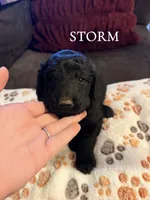Storm, a male Goldendoodle for sale in Charlotte, NC – 2 of 2