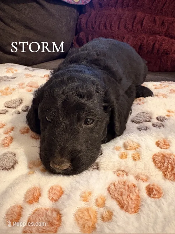 Storm – Goldendoodle puppy for sale in Charlotte, NC