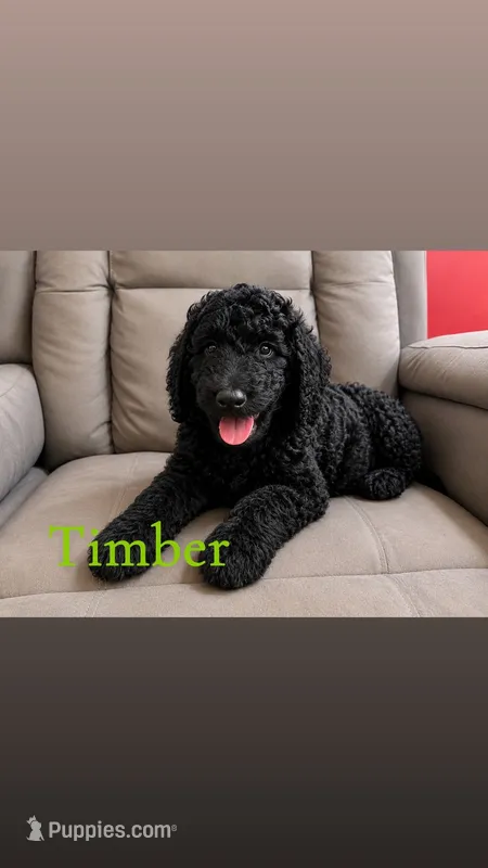 Timber – Goldendoodle puppy on hold in Charlotte, NC