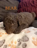 Bear, a male Goldendoodle for sale in Charlotte, NC – 2 of 2