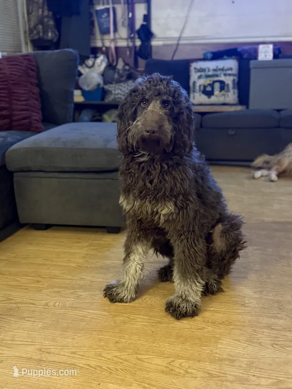 Opie – Goldendoodle puppy for sale in Charlotte, NC