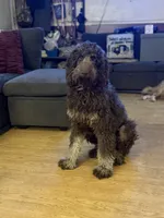 Opie, a male Goldendoodle for sale in Charlotte, NC – 2 of 3