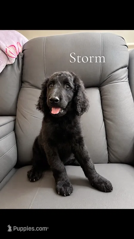 Storm – Goldendoodle puppy for sale in Charlotte, NC