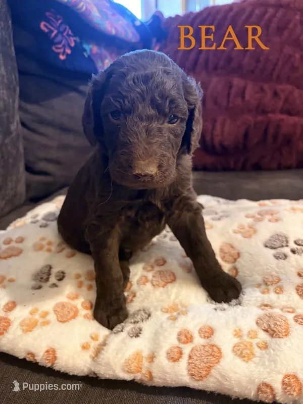 Bear – Goldendoodle puppy for sale in Charlotte, NC