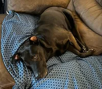 Kova, a female American Pit Bull Terrier and Labrador Retriever for sale in Charlotte, NC – 6 of 6