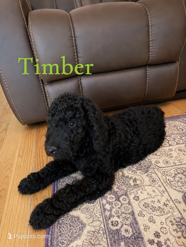 Timber – Goldendoodle puppy for sale in Charlotte, NC