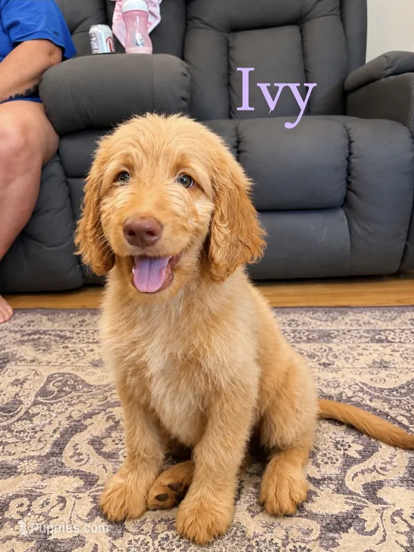 Ivy – Goldendoodle puppy on hold in Charlotte, NC