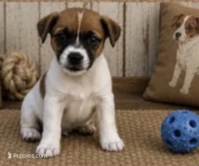 Chip – Jack Russell Terrier puppy for sale in Dittmer, MO