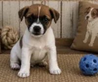 Chip, a male Jack Russell Terrier for sale in Dittmer, MO – 1 of 1
