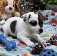 Charlie , a male Jack Russell Terrier for sale in Dittmer, MO – 1 of 2