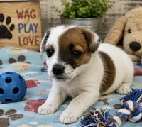 Charlie , a male Jack Russell Terrier for sale in Dittmer, MO – 2 of 2