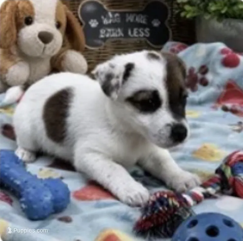 Charlie, a male Jack Russell Terrier for sale in Dittmer, MO – 1 of 1
