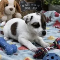 Charlie, a male Jack Russell Terrier for sale in Dittmer, MO – 1 of 1