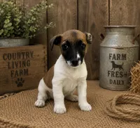Ben, a male Jack Russell Terrier for sale in Dittmer, MO – 1 of 1