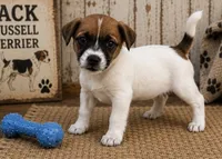 Chip, a male Jack Russell Terrier for sale in Dittmer, MO – 2 of 2