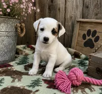Daisy, a female Jack Russell Terrier for sale in Dittmer, MO – 1 of 1