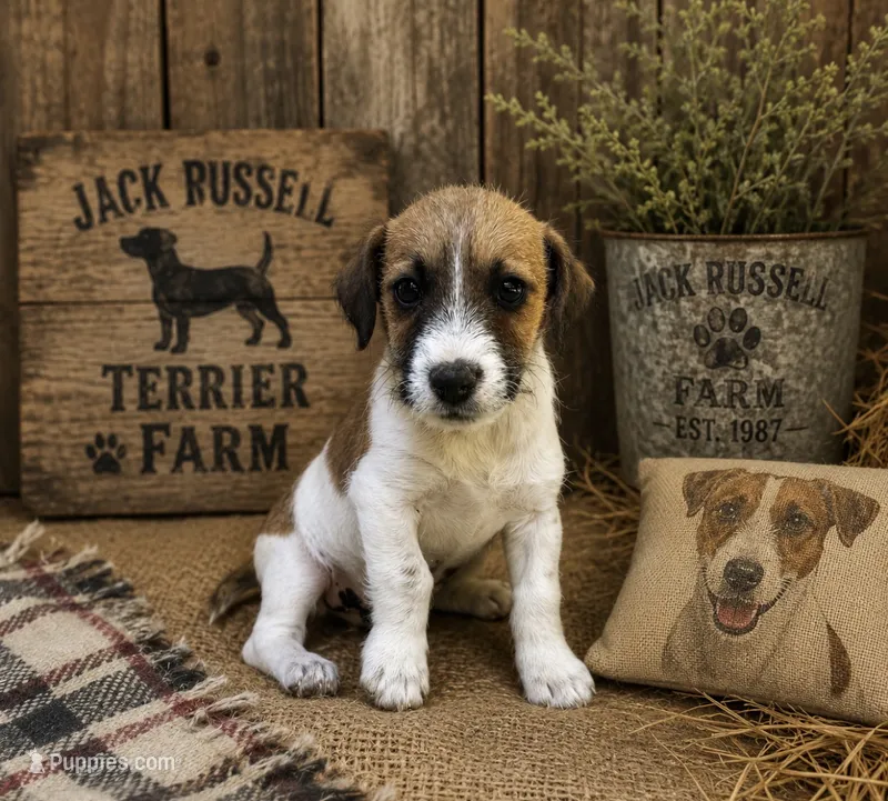 Buster – Jack Russell Terrier puppy for sale in Dittmer, MO