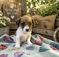 Lucy, a female Jack Russell Terrier for sale in Dittmer, MO – 1 of 1