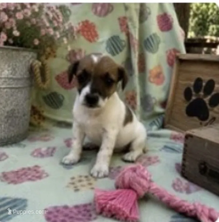 Elly – Jack Russell Terrier puppy for sale in Dittmer, MO