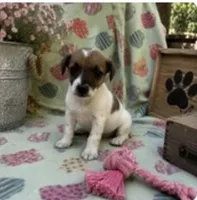 Elly, a female Jack Russell Terrier for sale in Dittmer, MO – 1 of 1
