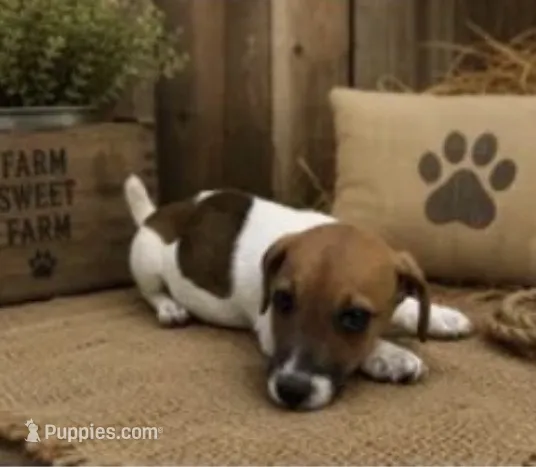Sam – Jack Russell Terrier puppy for sale in Dittmer, MO