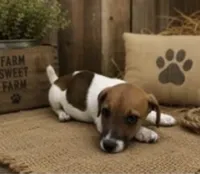 Sam, a male Jack Russell Terrier for sale in Dittmer, MO – 1 of 1