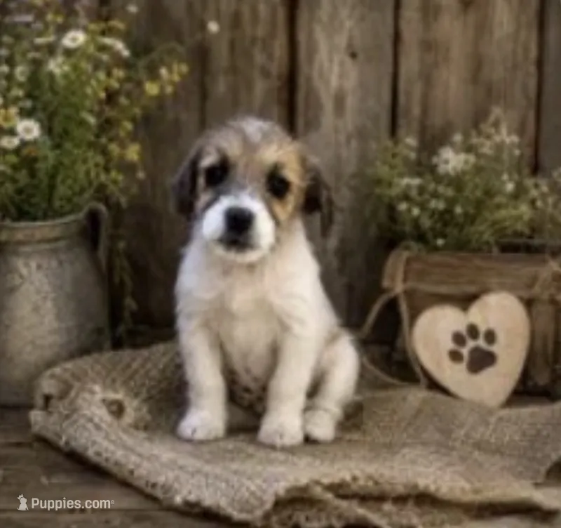 Jax – Jack Russell Terrier puppy for sale in Dittmer, MO