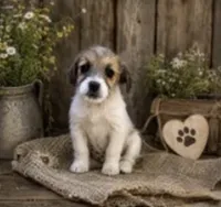Jax, a male Jack Russell Terrier for sale in Dittmer, MO – 1 of 1