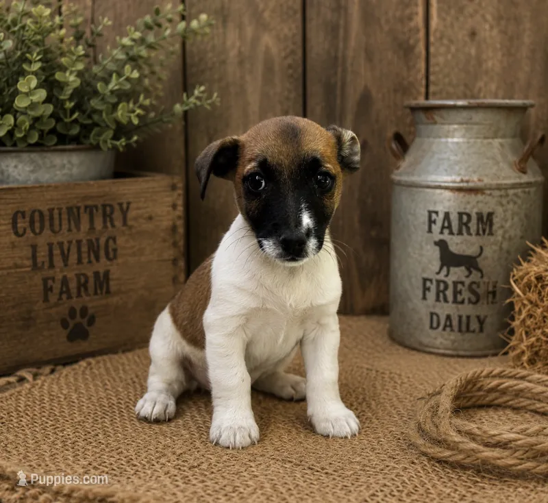 Ben – Jack Russell Terrier puppy for sale in Dittmer, MO