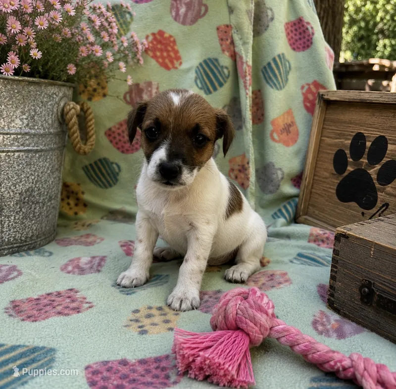 Elly – Jack Russell Terrier puppy for sale in Dittmer, MO