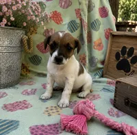 Elly, a female Jack Russell Terrier for sale in Dittmer, MO – 1 of 1