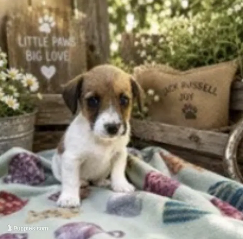 Lucy, a female Jack Russell Terrier for sale in Dittmer, MO – 1 of 1