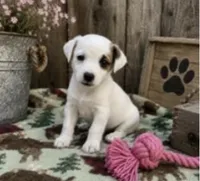 Daisy , a female Jack Russell Terrier for sale in Dittmer, MO – 1 of 1