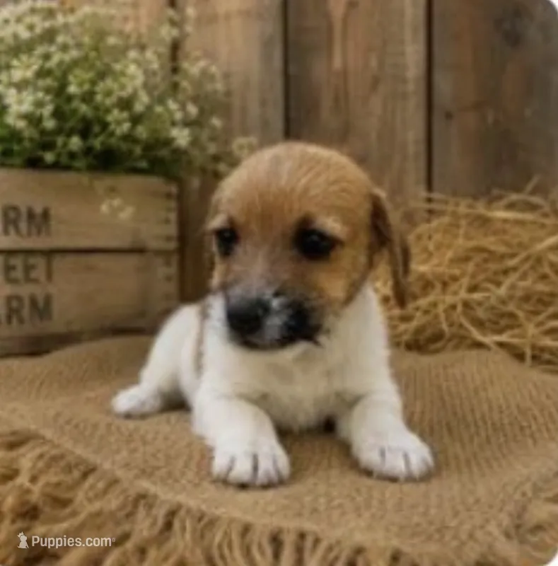 Max – Jack Russell Terrier puppy for sale in Dittmer, MO