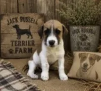 Buster, a male Jack Russell Terrier for sale in Dittmer, MO – 1 of 1