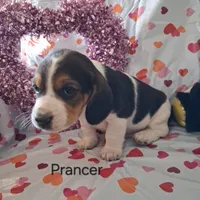 Prancer, a male Basset Hound for sale in Ava, MO – Photo 3 of 5