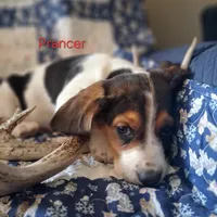 Prancer, a male Basset Hound for sale in Ava, MO – Photo 1 of 5