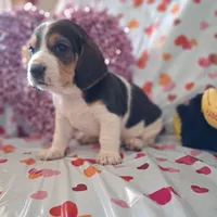 Prancer, a male Basset Hound for sale in Ava, MO – Photo 4 of 5