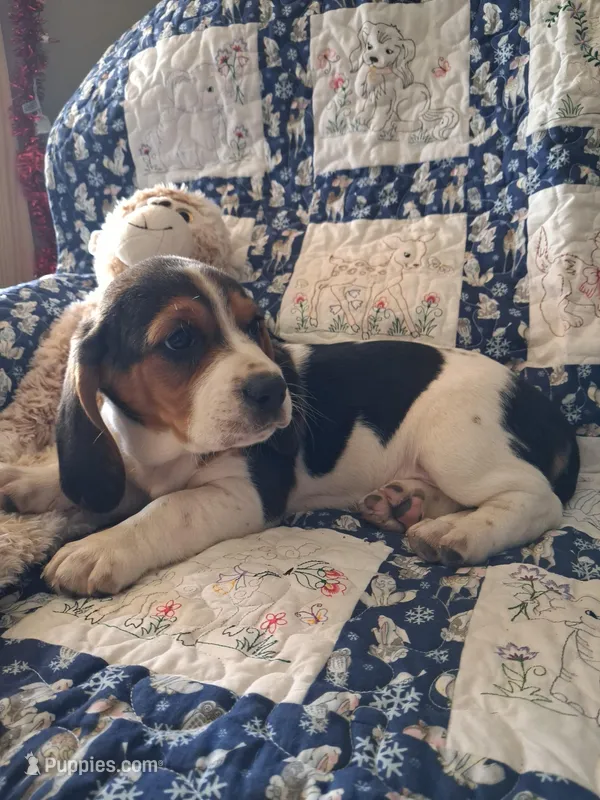 Prancer – Basset Hound puppy for sale in Ava, MO