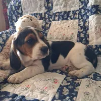 Prancer, a male Basset Hound for sale in Ava, MO – Photo 2 of 5