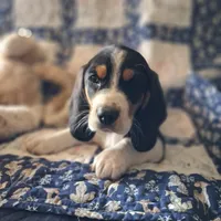 Blitzen, a male Basset Hound and Beagle for sale in Ava, MO – Photo 2 of 5