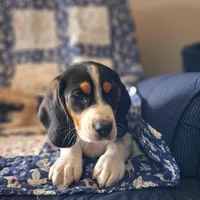 Blitzen, a male Basset Hound and Beagle for sale in Ava, MO – Photo 3 of 5