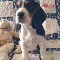 Blitzen, a male Basset Hound and Beagle for sale in Ava, MO – Photo 1 of 5
