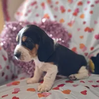 Blitzen, a male Basset Hound and Beagle for sale in Ava, MO – Photo 5 of 5