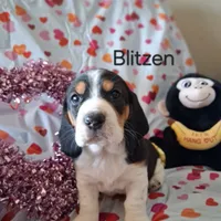 Blitzen, a male Basset Hound and Beagle for sale in Ava, MO – Photo 4 of 5